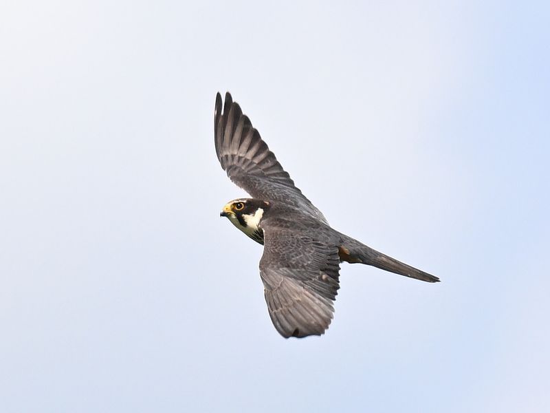 Hobby_DSC_8638_small.JPG