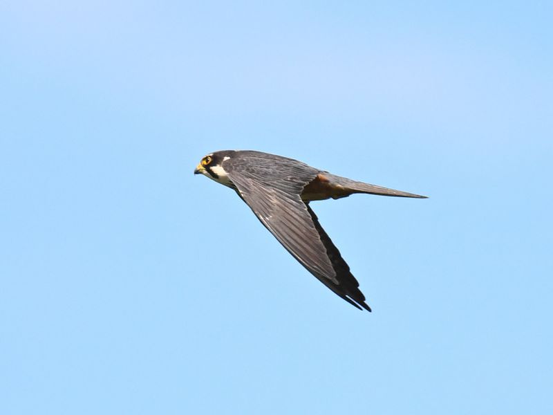 Hobby_DSC_8629_small.JPG