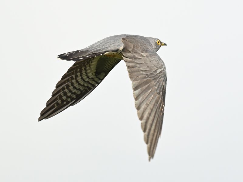 Cuckoo