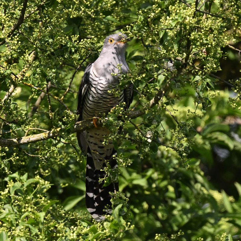 Cuckoo