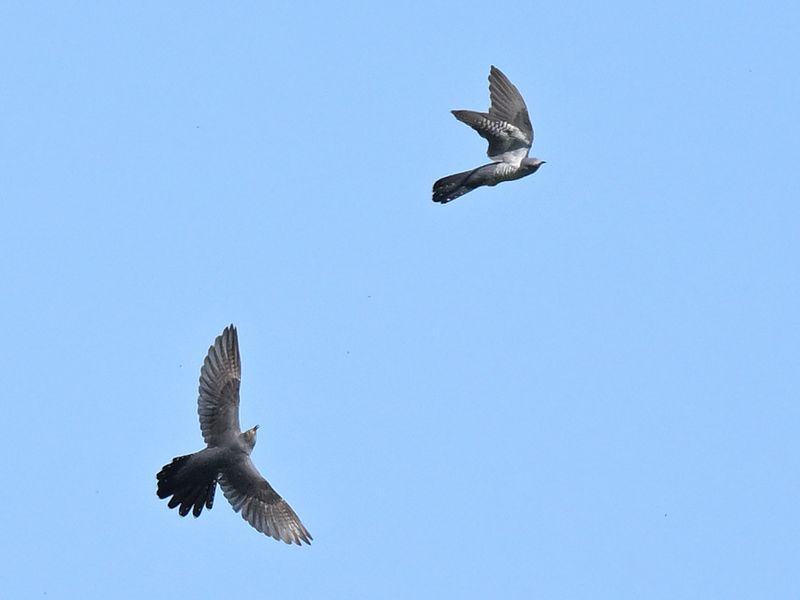 Cuckoos chasing one another