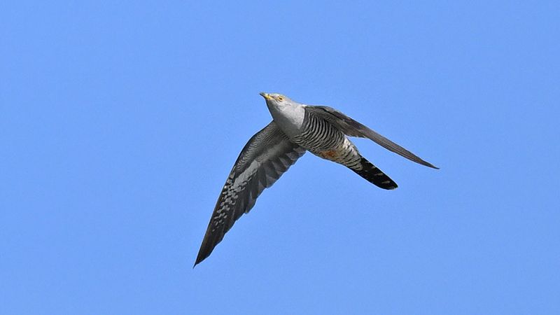 Cuckoo