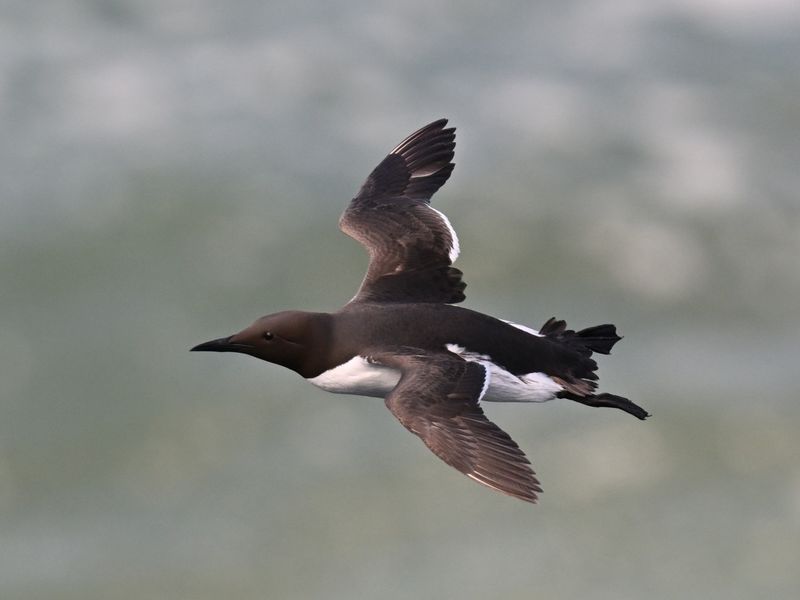 Guillemot_DSC_5426_1500.JPG