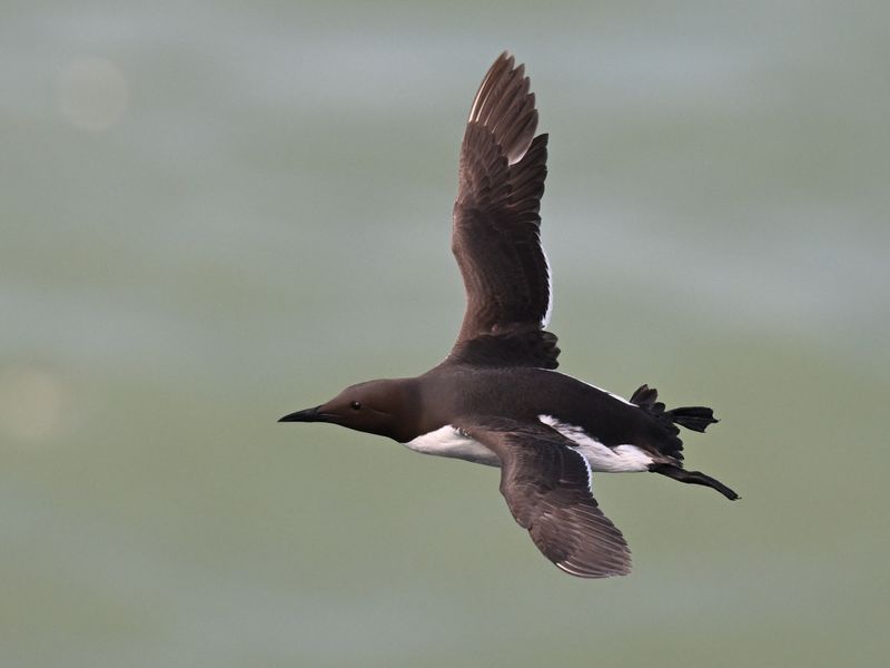Guillemot_DSC_5420_1500.JPG