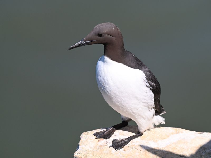 Guillemot_DSC_4037_1500.JPG