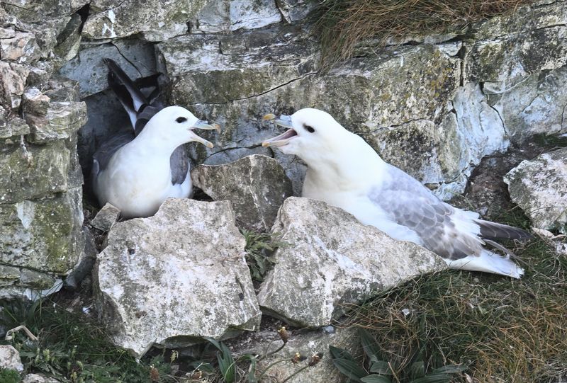 Fulmar_DSC_4454_1500.JPG