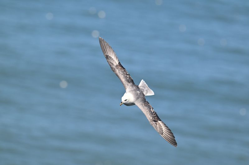 Fulmar_DSC_4090_1500.JPG