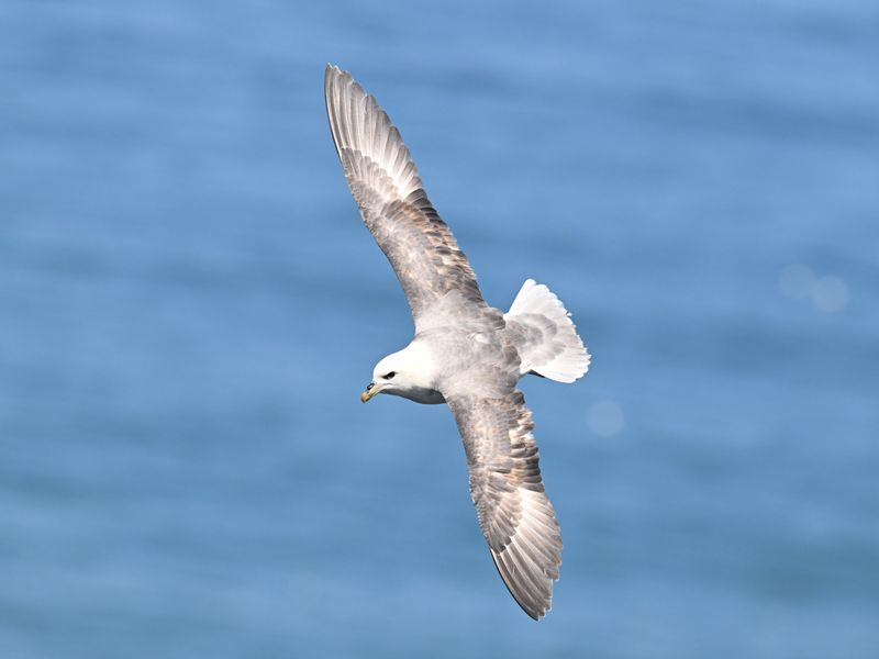 Fulmar_DSC_4082_1500.JPG