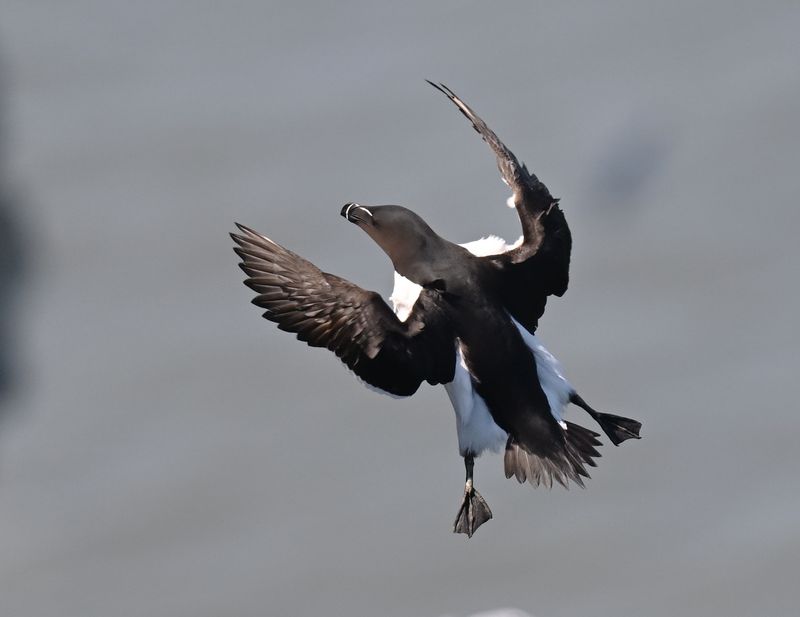 Razorbill