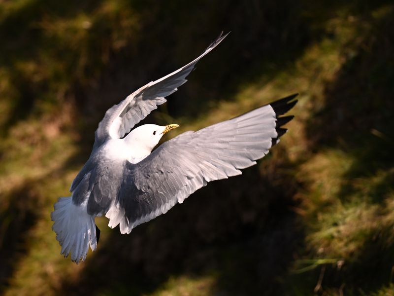 Gulls