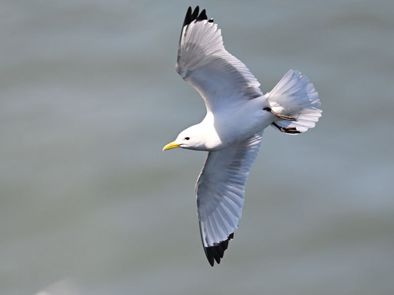 Kittiwake