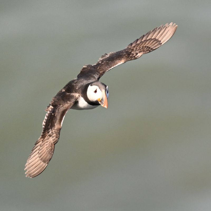 Puffin_DSC_5512_1500.JPG