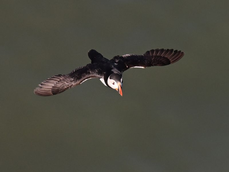 Puffin_DSC_5370_1500.JPG