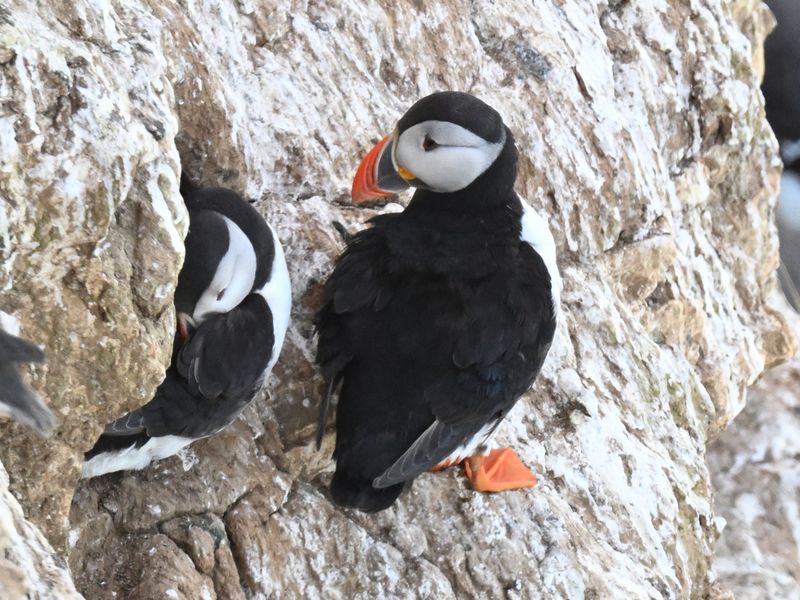 19th May 2025 - Bempton Cliffs