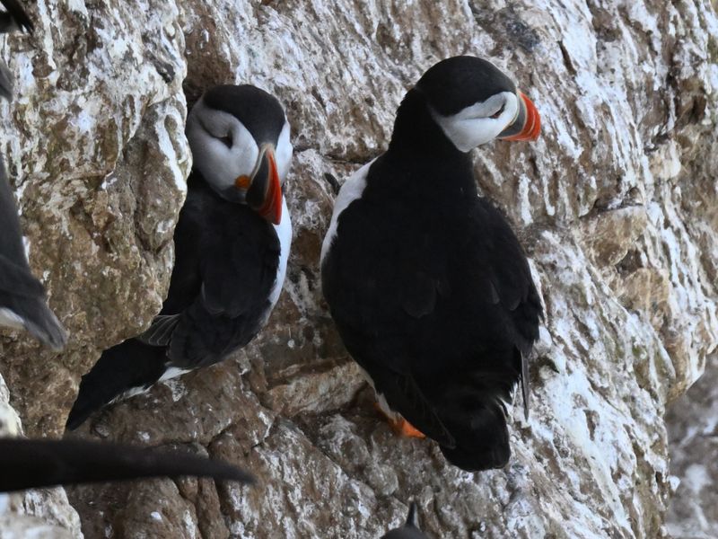 Puffin_DSC_5068_1500.JPG