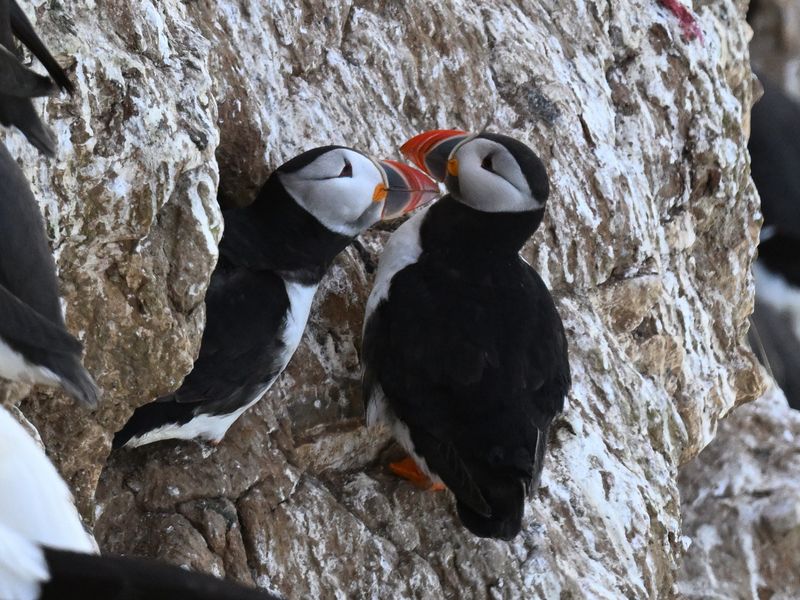 Puffin_DSC_5039_1500.JPG
