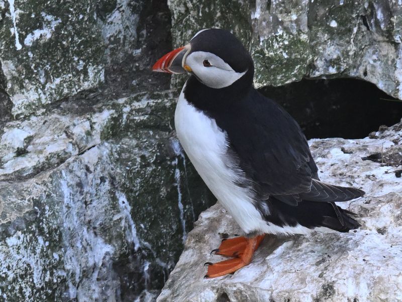 Puffin_DSC_4422_1500.JPG