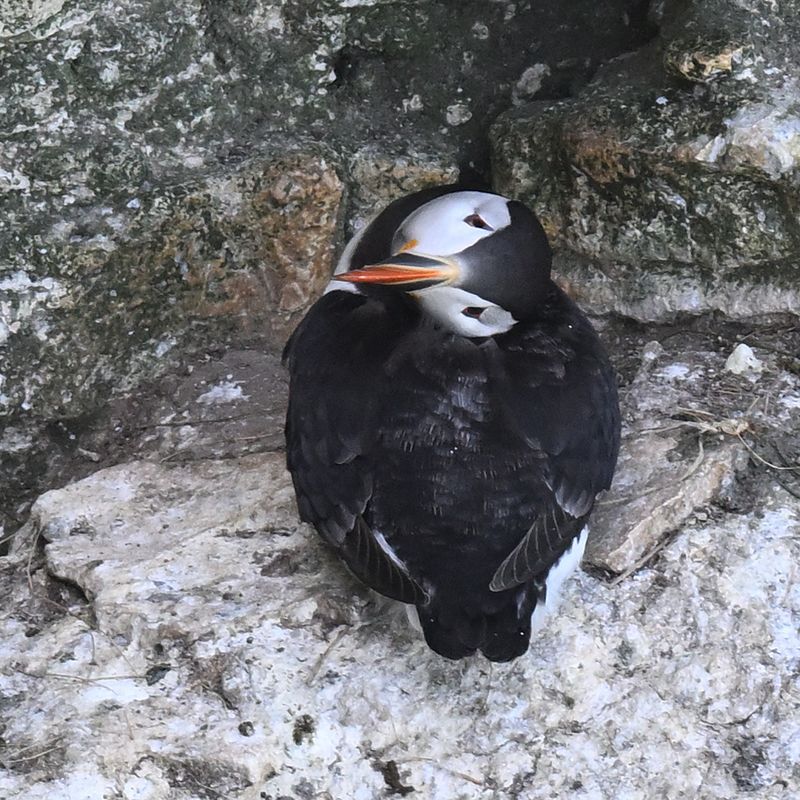 Puffin_DSC_4028_1500.JPG