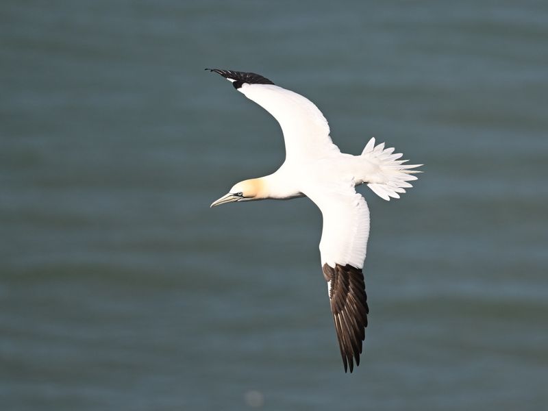 Gannet