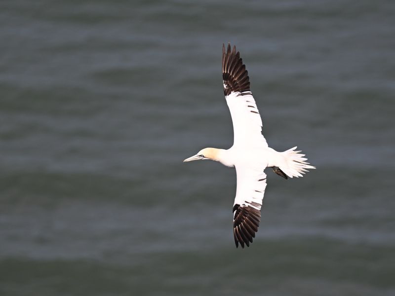 Gannet