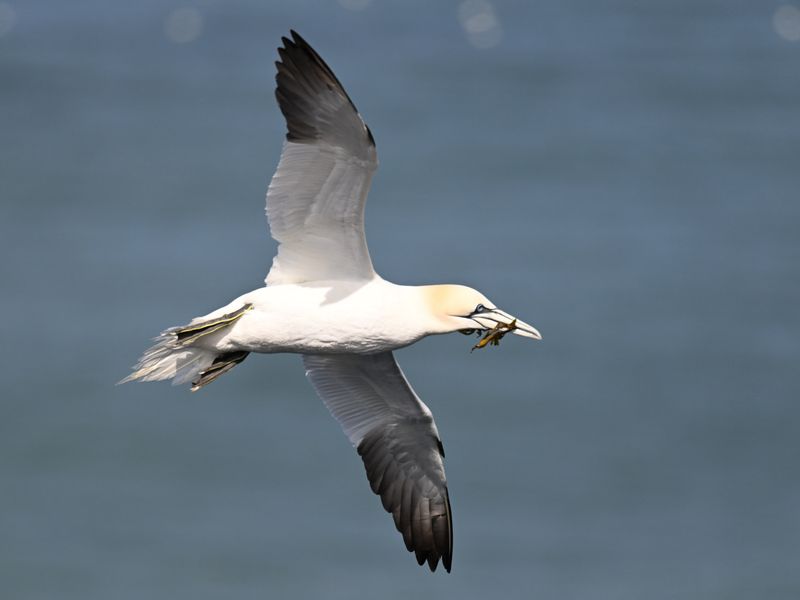 Gannet_DSC_5897_1500.JPG