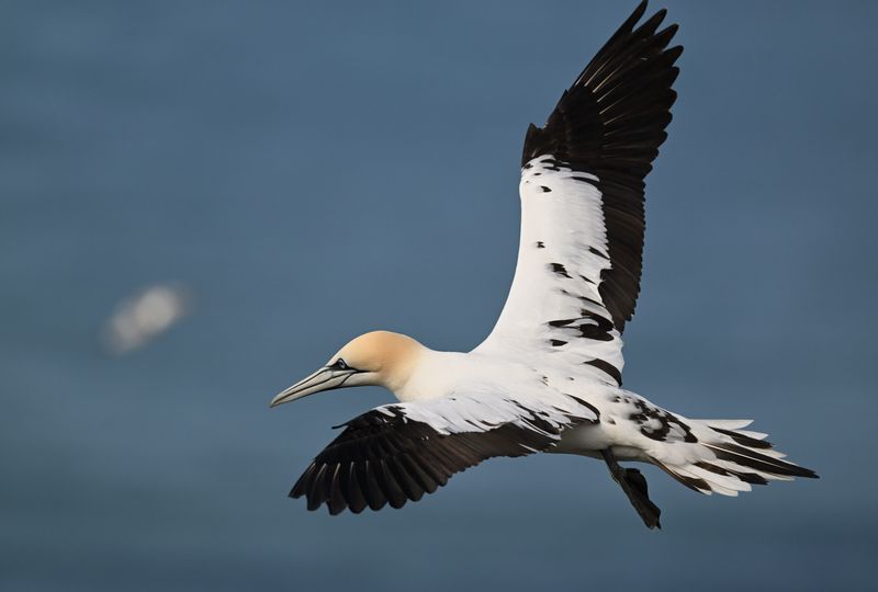 Gannet