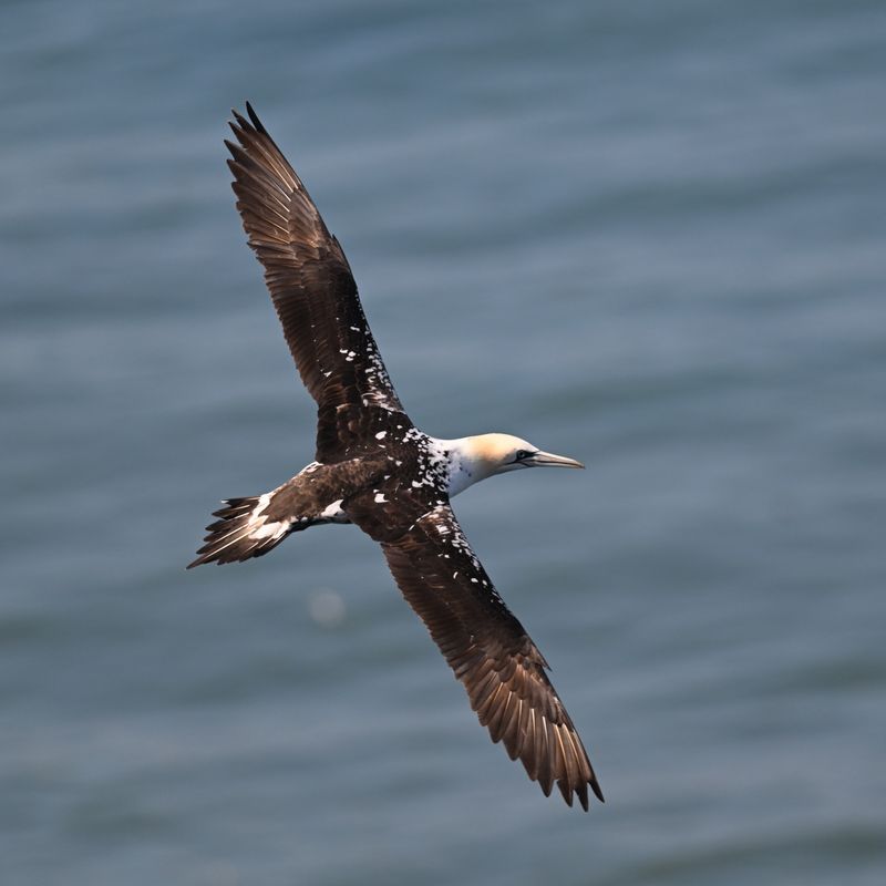 Gannet