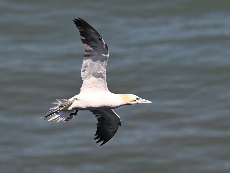 Gannet_DSC_4074_1500.JPG