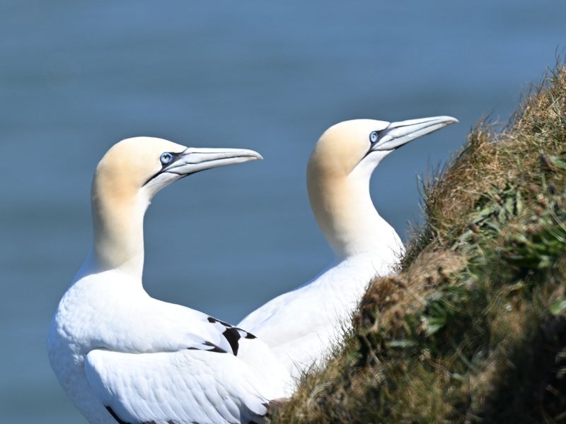 Gannet_DSC_4065_1500.JPG