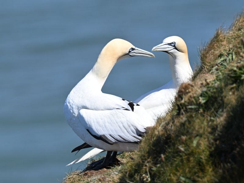 Gannet_DSC_4058_1500.JPG