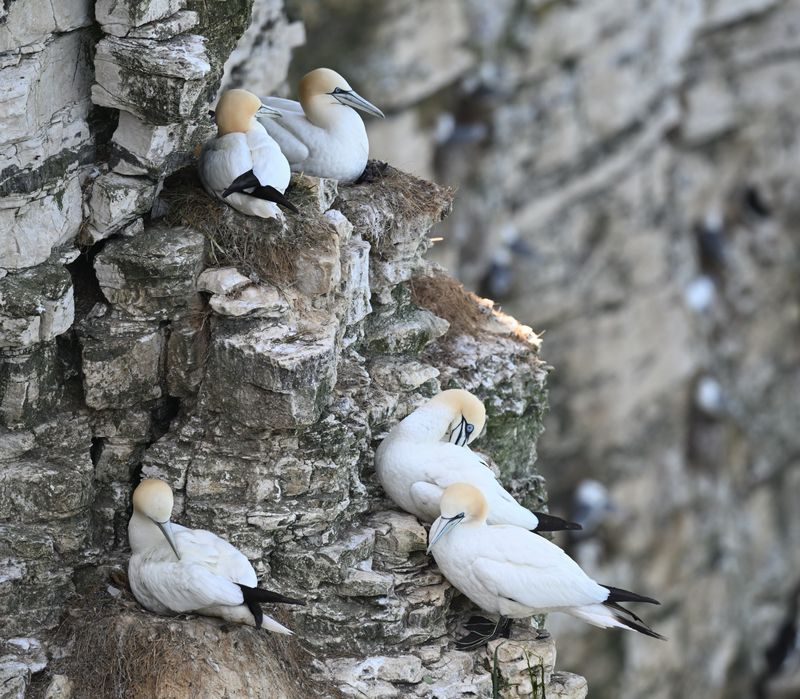 Gannet_DSC_3933_1500.JPG
