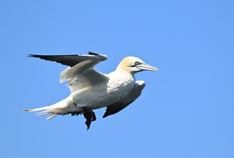Gannet_DSC_3888_1500.JPG