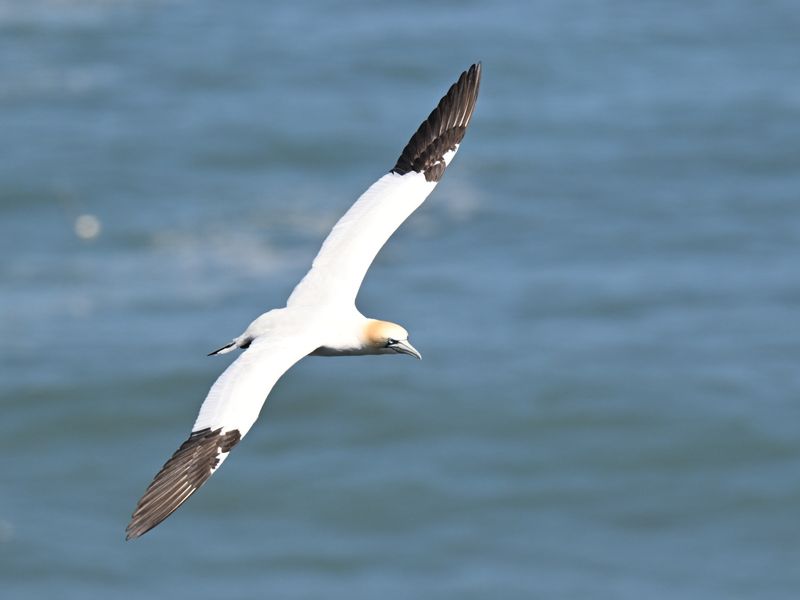 19th May 2025 - Bempton Cliffs