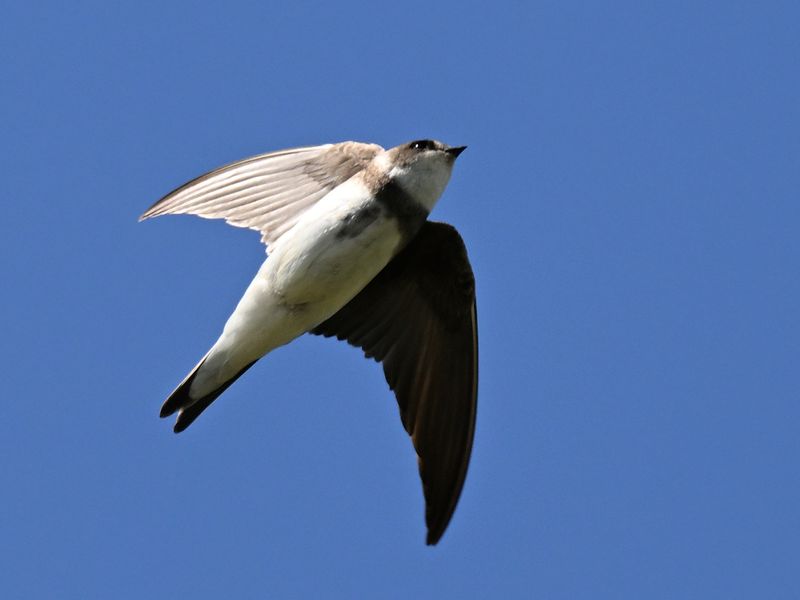 Sand Martin