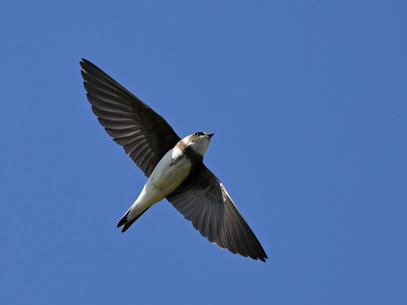 Sand Martin