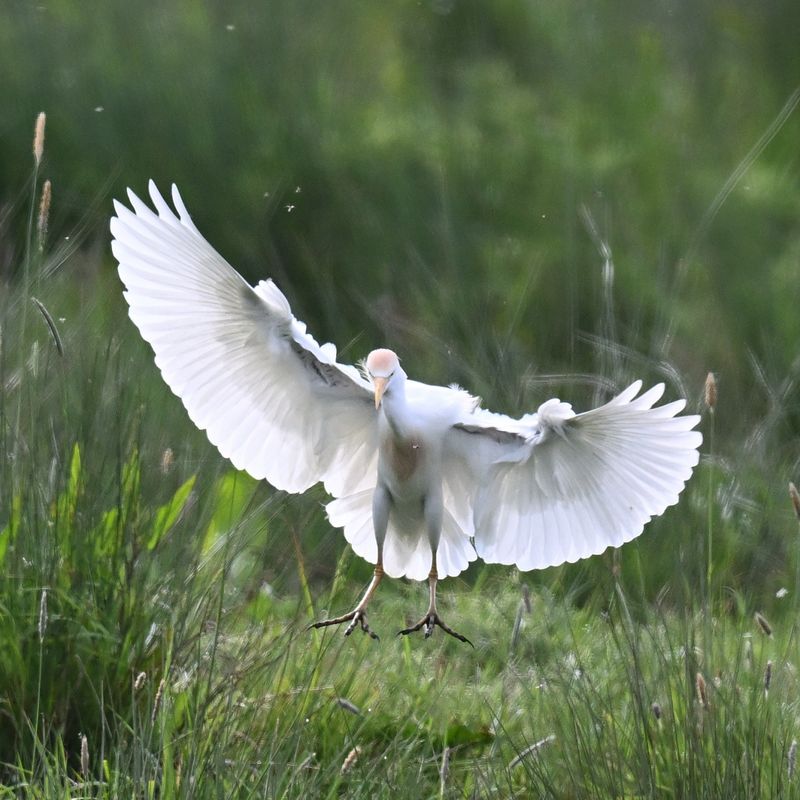 Cattle Egret