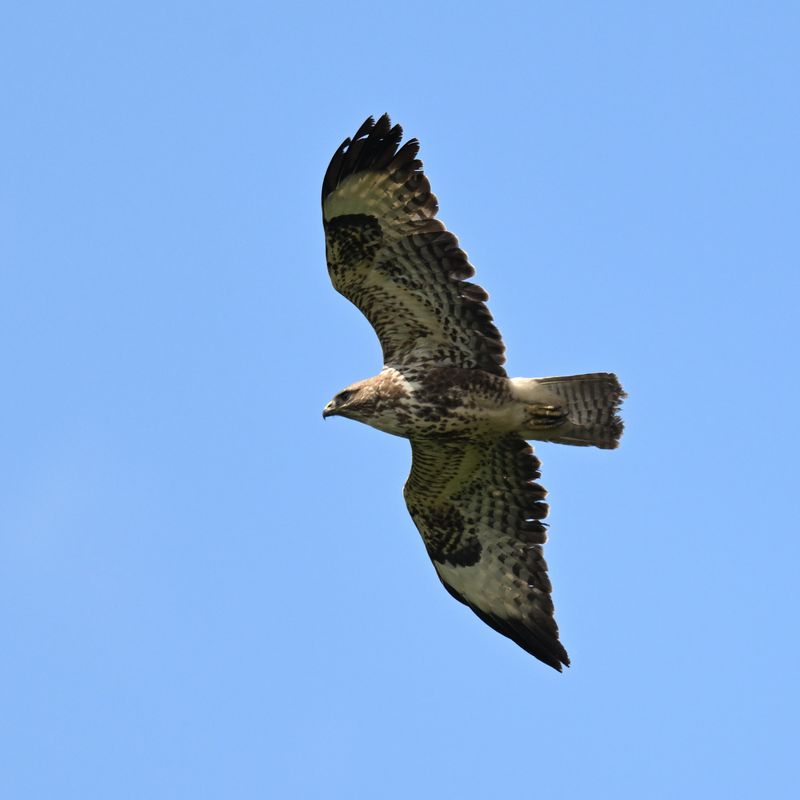 Buzzard