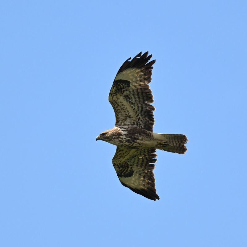 Buzzard