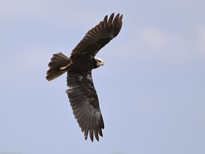 Marsh Harrier