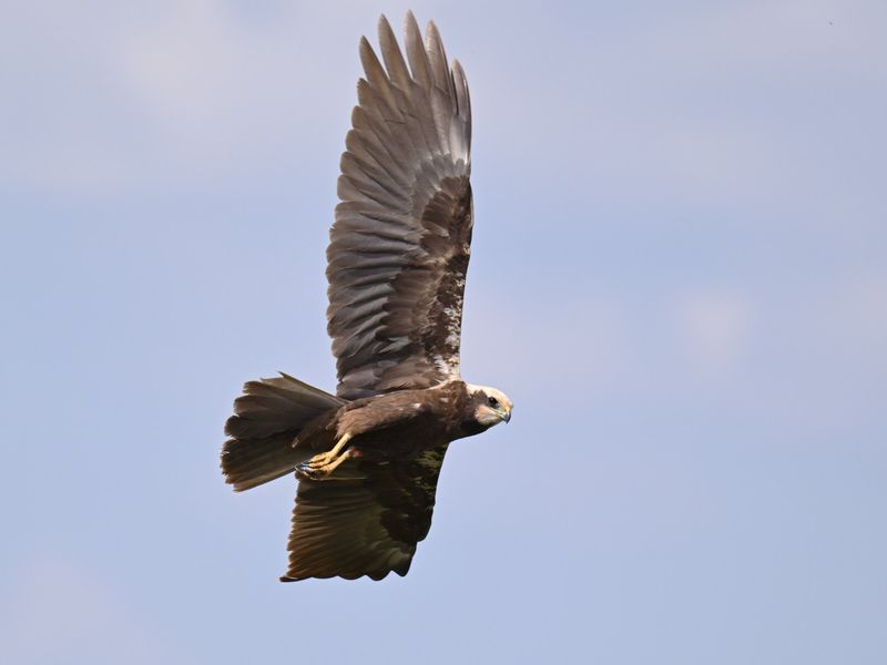 Marsh Harrier