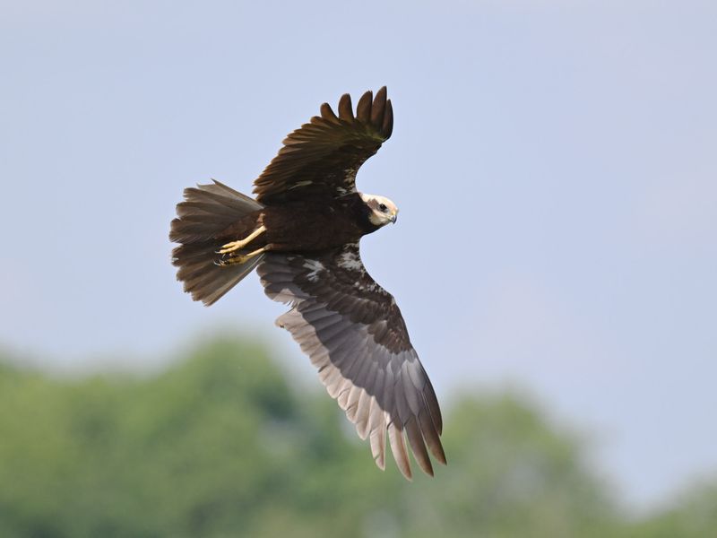 Marsh Harrier