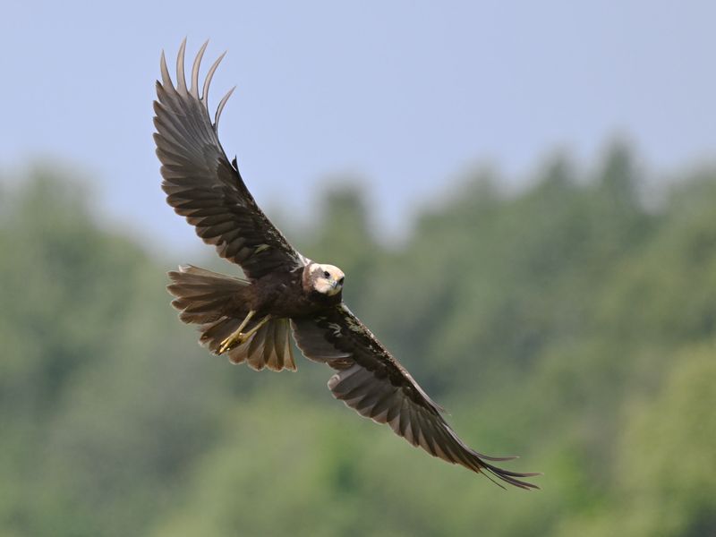 Marsh Harrier