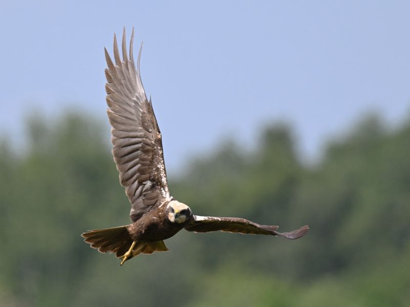 Marsh Harrier