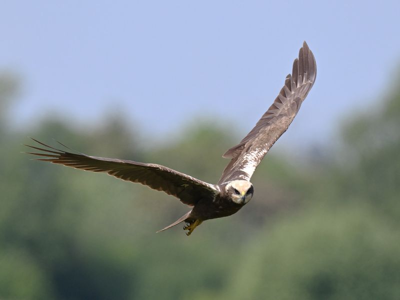 Marsh Harrier
