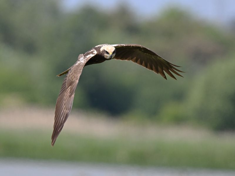 Marsh Harrier
