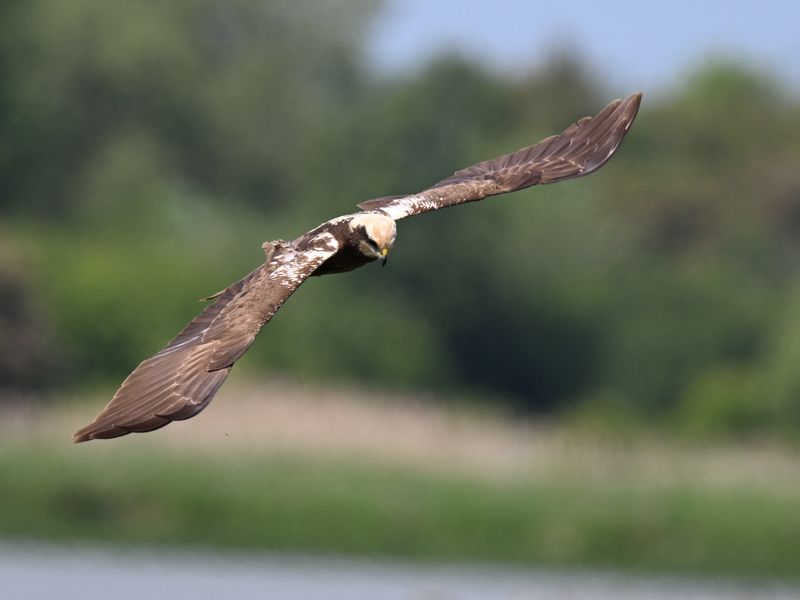 20th May 2025 - Rutland Water