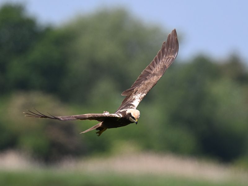 20th May 2025 - Rutland Water