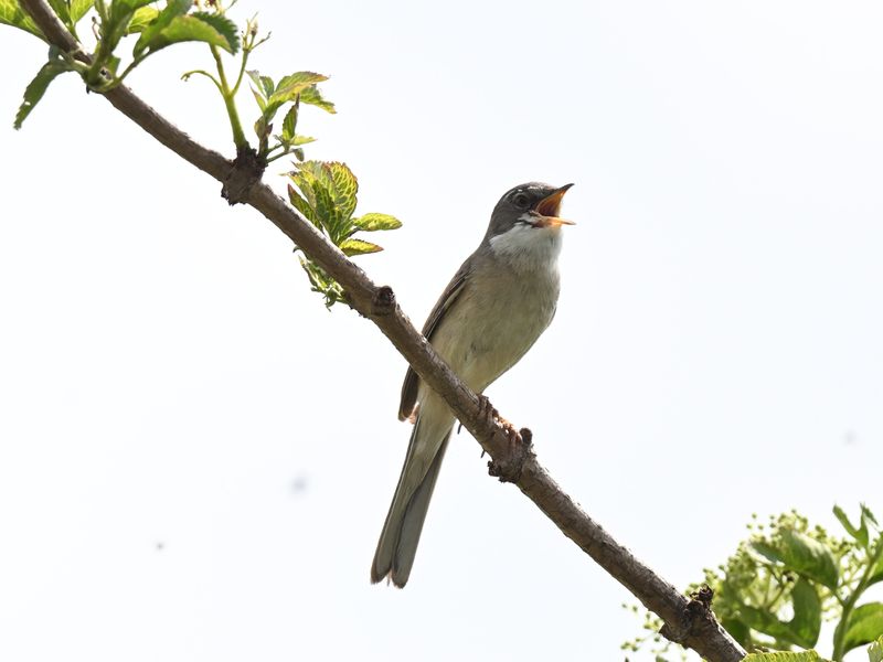 WhiteThroat