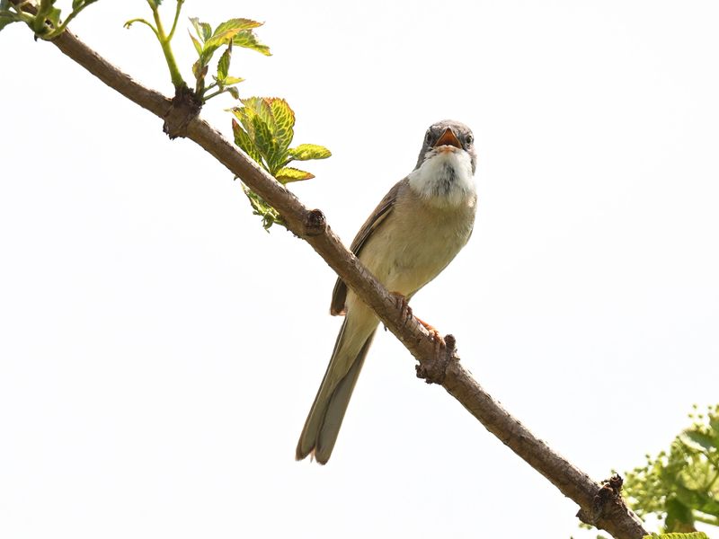 WhiteThroat