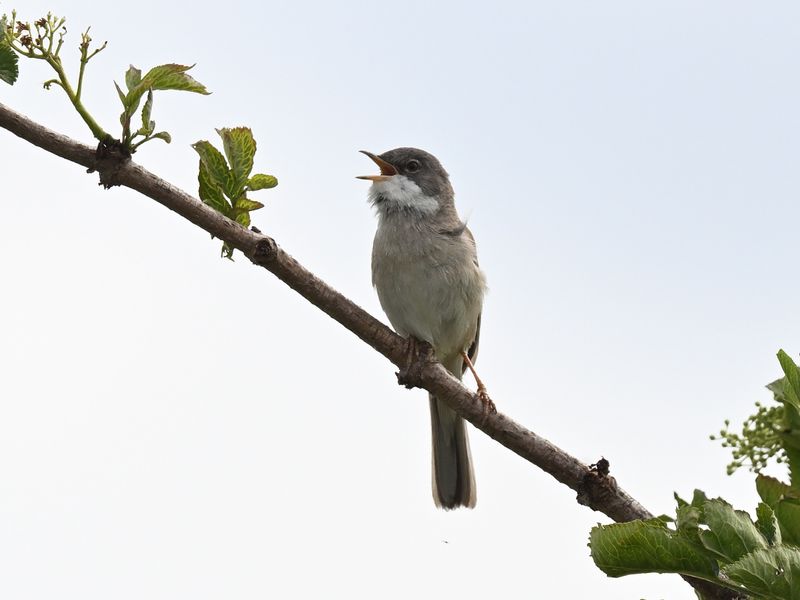WhiteThroat